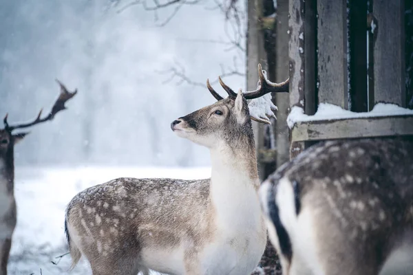 Red Deer Stag Resting Fern Frosty Snowy Sunday Winter Morning — Stock Photo, Image