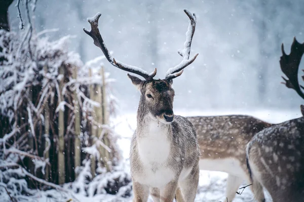 Cerf Rouge Repos Dans Fougère Par Dimanche Matin Hiver Enneigé — Photo