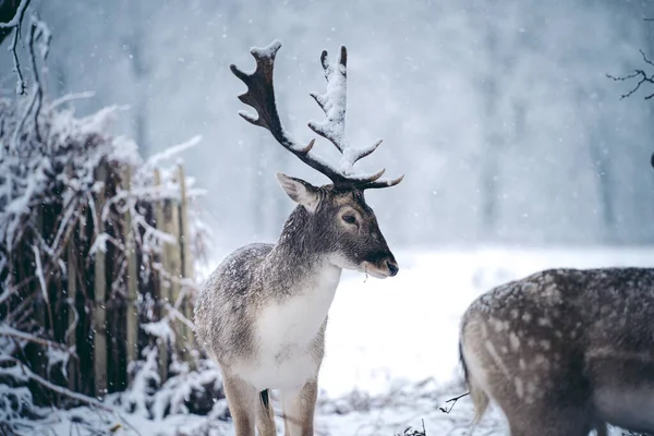 Jeleń Czerwony Spoczywa Paproci Mroźny Śnieżny Zimowy Poranek Richmond Park — Zdjęcie stockowe