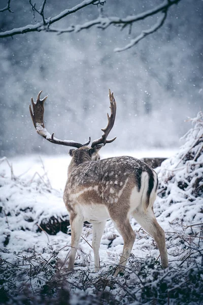 Jeleń Czerwony Spoczywa Paproci Mroźny Śnieżny Zimowy Poranek Richmond Park — Zdjęcie stockowe