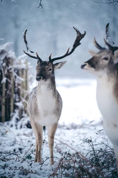 Jeleń Czerwony Spoczywa Paproci Mroźny Śnieżny Zimowy Poranek Richmond Park — Zdjęcie stockowe