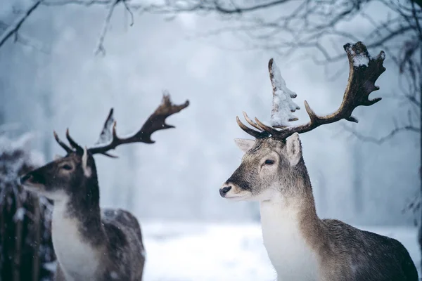Red Deer Hert Rustend Varens Een Ijzige Sneeuwachtige Zondagochtend Richmond — Stockfoto