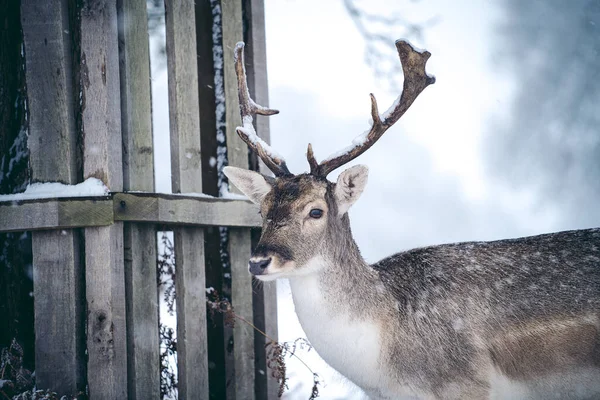 Cerf Rouge Repos Dans Fougère Par Dimanche Matin Hiver Enneigé — Photo