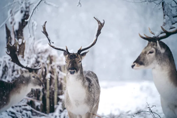 Jeleń Czerwony Spoczywa Paproci Mroźny Śnieżny Zimowy Poranek Richmond Park — Zdjęcie stockowe