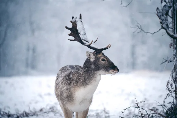 Cerf Rouge Repos Dans Fougère Par Dimanche Matin Hiver Enneigé — Photo