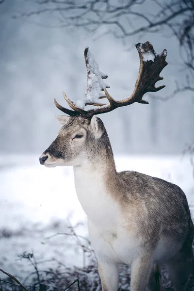 Red Deer Stag Resting Fern Frosty Snowy Sunday Winter Morning — Stock Photo, Image