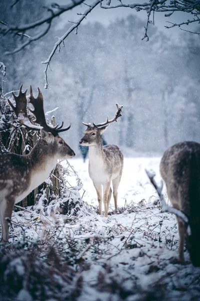 英国里士满公园 一个寒冷的冬天的早晨 红鹿在雪地里休息 — 图库照片