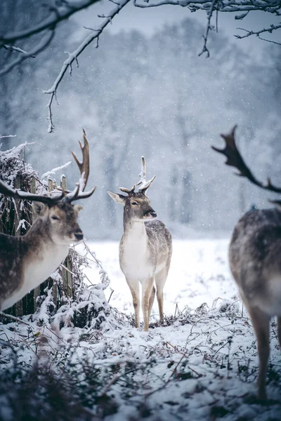 Veado Vermelho Descansando Samambaia Uma Gelada Manhã Inverno Domingo Nevado — Fotografia de Stock