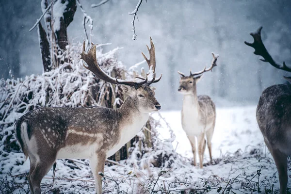 Red Deer Stag Resting Fern Frosty Snowy Sunday Winter Morning — Stock Photo, Image