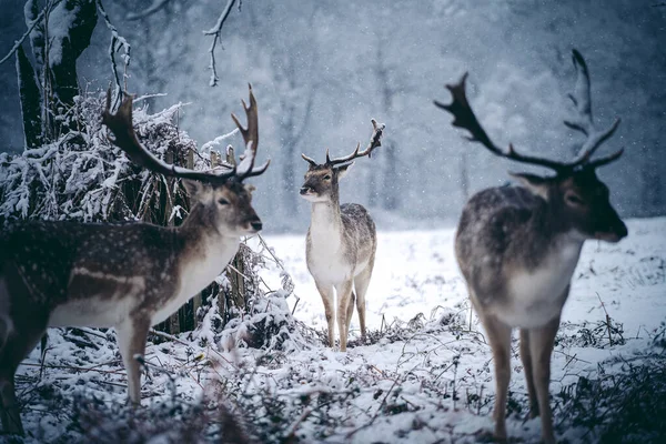 Jeleń Czerwony Spoczywa Paproci Mroźny Śnieżny Zimowy Poranek Richmond Park — Zdjęcie stockowe