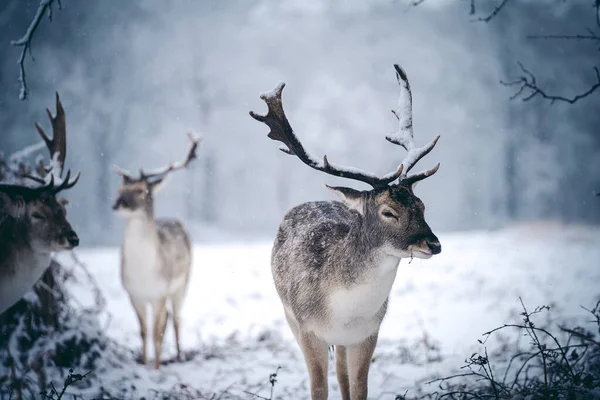 Cerf Rouge Repos Dans Fougère Par Dimanche Matin Hiver Enneigé — Photo