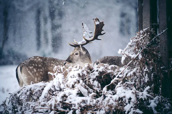 Cerf Rouge Repos Dans Fougère Par Dimanche Matin Hiver Enneigé — Photo