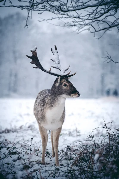 霜の降る雪の日曜日の冬の朝にシダに休んでいる赤い鹿のスタッグ 英国リッチモンドパーク — ストック写真