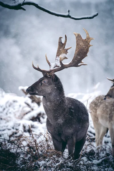 Red Deer Stag Resting Fern Frosty Snowy Sunday Winter Morning — Stock Photo, Image