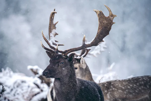 Jeleń Czerwony Spoczywa Paproci Mroźny Śnieżny Zimowy Poranek Richmond Park — Zdjęcie stockowe