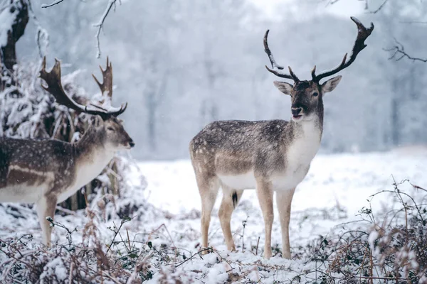 Jeleń Czerwony Spoczywa Paproci Mroźny Śnieżny Zimowy Poranek Richmond Park — Zdjęcie stockowe