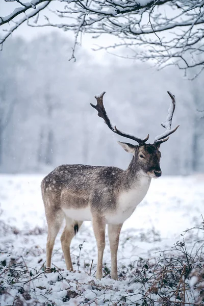 霜の降る雪の日曜日の冬の朝にシダに休んでいる赤い鹿のスタッグ 英国リッチモンドパーク — ストック写真