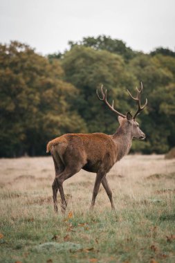Richmond Upon Thames, Londra - 124; İngiltere - 20.10.10: Richmond Park 'ta bir grup geyik. Londra 'daki en büyük park.