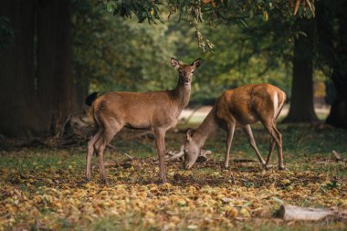 Richmond Upon Thames, Londra - 124; İngiltere - 20.10.10: Richmond Park 'ta bir grup geyik. Londra 'daki en büyük park.