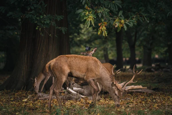 Richmond Thames Londres Reino Unido 2020 Grupo Veados Richmond Park — Fotografia de Stock