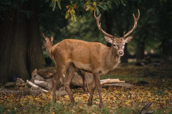 Richmond Thames Londres Reino Unido 2020 Grupo Veados Richmond Park — Fotografia de Stock