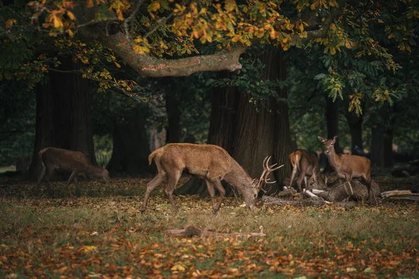 Richmond Thames Londres Reino Unido 2020 Grupo Veados Richmond Park — Fotografia de Stock