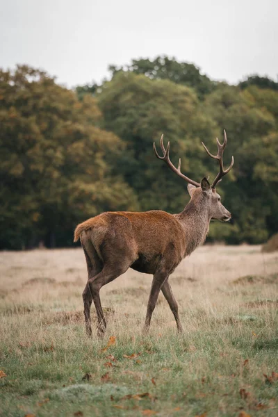 Richmond Thames Londres Reino Unido 2020 Grupo Veados Richmond Park — Fotografia de Stock