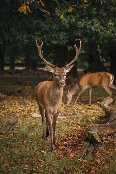 Richmond Thames London 2020 Szarvasok Csoportja Richmond Parkban Legnagyobb Park — Stock Fotó