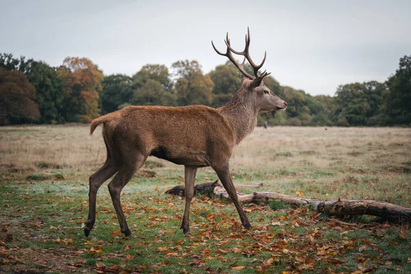 Richmond Thames Londres Reino Unido 2020 Grupo Veados Richmond Park — Fotografia de Stock