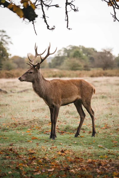 Richmond Thames Londres Reino Unido 2020 Grupo Veados Richmond Park — Fotografia de Stock