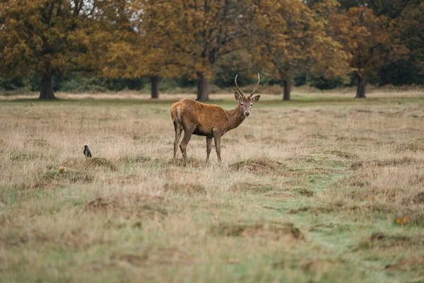 Richmond Thames Londres Reino Unido 2020 Grupo Veados Richmond Park — Fotografia de Stock