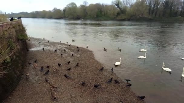 Schnee an der Themse West London, Isleworth an einem kalten Apriltag mit Vögeln im Wasser — Stockvideo