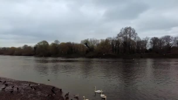 Nieva en el río Támesis West London, Isleworth en el frío día de abril con aves en el agua — Vídeo de stock