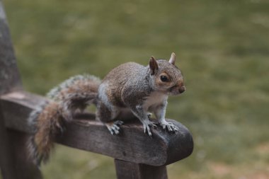Westminster, Londra. Parktaki bankta oturan güzel sincap.
