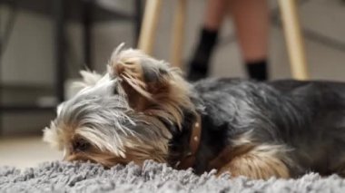 Şirin Yorkshire teriyeri köpek yavrusu evde, yatak odasındaki halıda kemik çiğniyor..