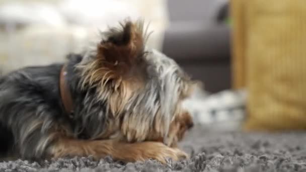 ลูกสุนัขยอร์คเชียร์เทอเรียร์น่ารัก กัดกระดูกที่บ้านบนพรมในห้องนอน . — วีดีโอสต็อก