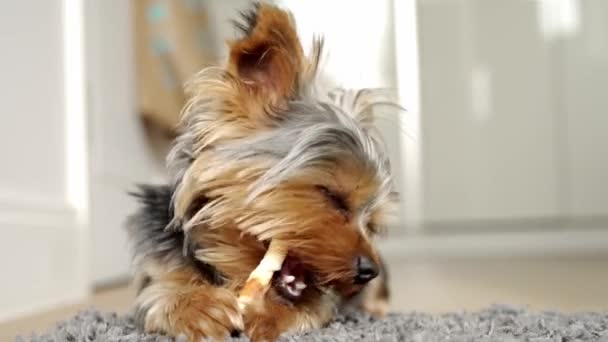 Lindo yorkshire terrier cachorro masticando un hueso en casa en la alfombra en el dormitorio. — Vídeos de Stock