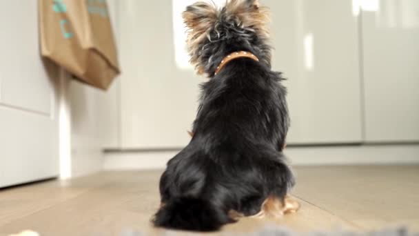 ลูกสุนัขยอร์คเชียร์เทอเรียร์ที่น่ารักนั่งอยู่บนพื้นที่บ้านในครัวมองย้อนกลับไป . — วีดีโอสต็อก