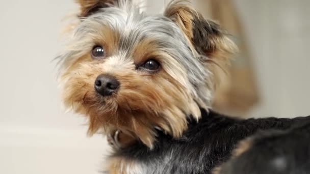 น่ารัก Yorkshire Terrier ลูกสุนัขอยากรู้อยากเห็นมองบนกระดูกที่บ้านในห้องนอน . — วีดีโอสต็อก