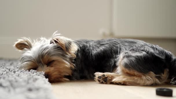 ลูกสุนัขยอร์คเชียร์เทอร์เรียที่น่ารักหลับอยู่ที่บ้านบนพรมในห้องนอน . — วีดีโอสต็อก