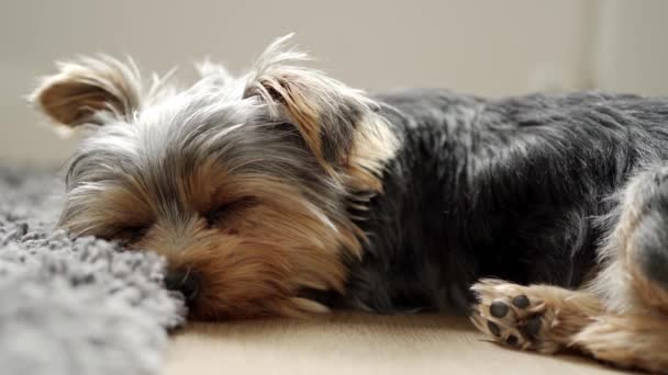 Leuke yorkshire terrier puppy in slaap vallen thuis op het tapijt in de slaapkamer. — Stockvideo