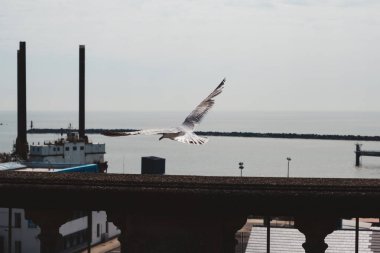 Ramsgate, Kent the 124; UK - 2021.05.29: Martı Ramsgate Limanında uçuyor