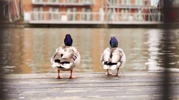 Dwie piękne kaczki stojące na molo Tamizy w Windsorze — Wideo stockowe