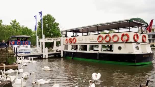 Лодки и большая группа лебедей вдоль реки Темзы в Виндзоре — стоковое видео
