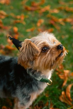 Londra, Birleşik Krallık 2025.10.15 Küçük Yorkshire Teriyeri altın yıldızlı siyah bir sihirbaz şapkası takıyor, sonbahar çimlerinde dikilirken merakla yukarı bakıyor. 