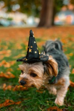 Londra, Birleşik Krallık 2025.10.15 Küçük Yorkshire Teriyeri Cadılar Bayramı sezonu boyunca yeşil çimlerin üzerinde sonbahar yaprakları arasında yürüyen altın yıldızlı siyah bir büyücü şapkası takıyor.. 