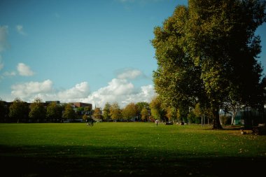 Chiswick, Londra, İngiltere 2025.10.22 Sonbahar ağaçları, yürüyen insanlar ve açık araziyi aydınlatan yumuşak güneş ışığı olan açık mavi gökyüzü altında geniş bir yeşil park manzarası. 