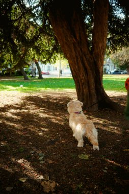 Chiswick, Londra, Birleşik Krallık 2025.10.22 Güneş ışığı altındaki bir parktaki büyük bir ağacın altında küçük açık kahverengi bir köpek duruyor, sonbahar gölgeleri ve düşen yapraklarla kaplı.. 