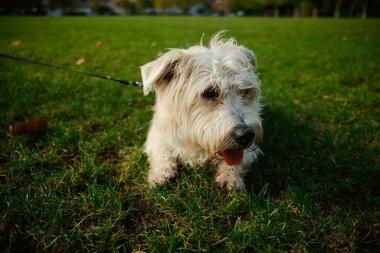 Chiswick, Londra, İngiltere 2025.10.22 Yumuşak renkli bir açık renkli köpek, hafif bir sonbahar öğleden sonrasında parkta eğlenceli bir yürüyüş yaptıktan sonra çimde nefes nefese kalır.. 