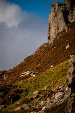 Snowdonia, Galler 2025.09.21 İki koyun engebeli uçurumların altında ve parlak bir gökyüzünün altında otlar.. 